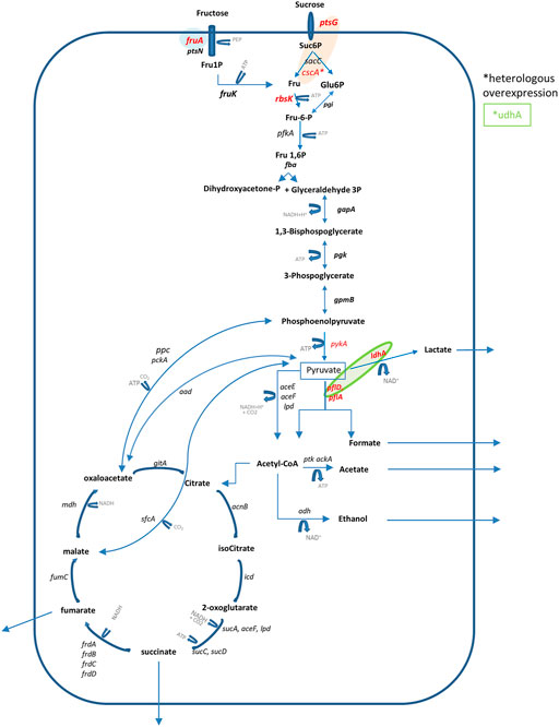 PDF) Aroma active alkylated pyrazines are produced by Basfia  succiniciproducens as by‐products of succinic acid production