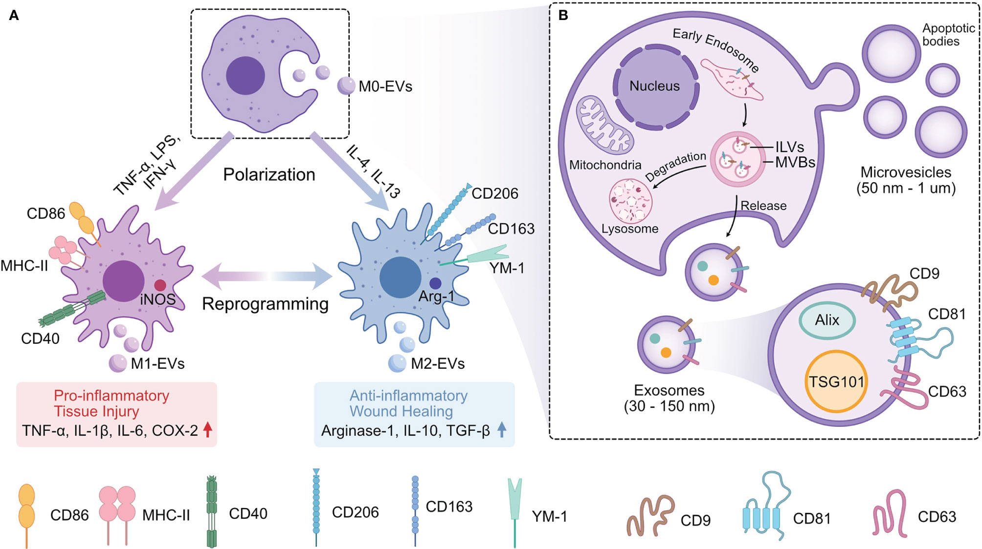 miR-130a and Tgfβ Content in Extracellular Vesicles Derived from