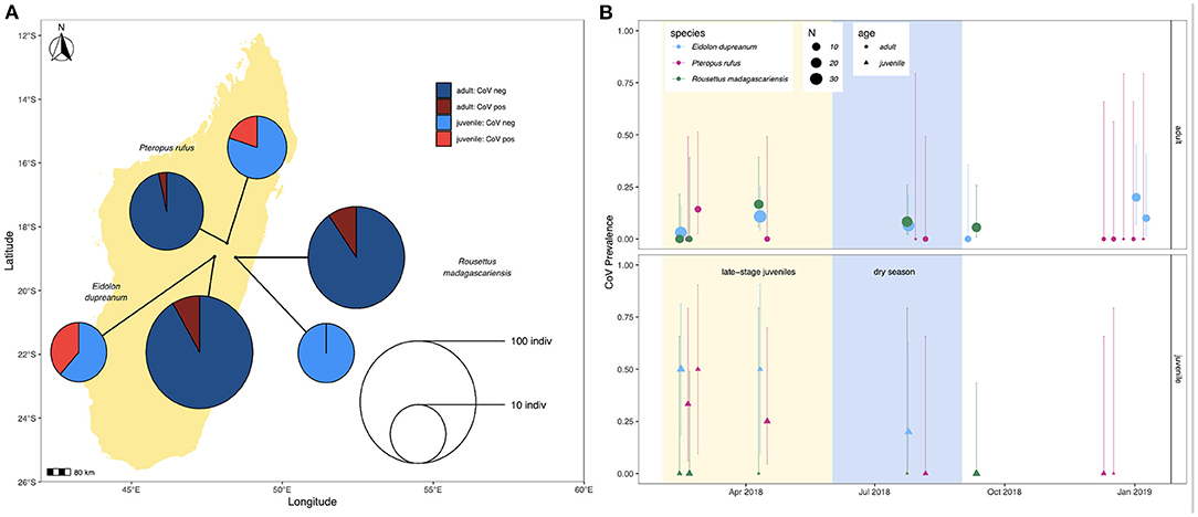 Phylogenetic analysis of bat betacoronavirus (A) and bat rotavirus (RV)