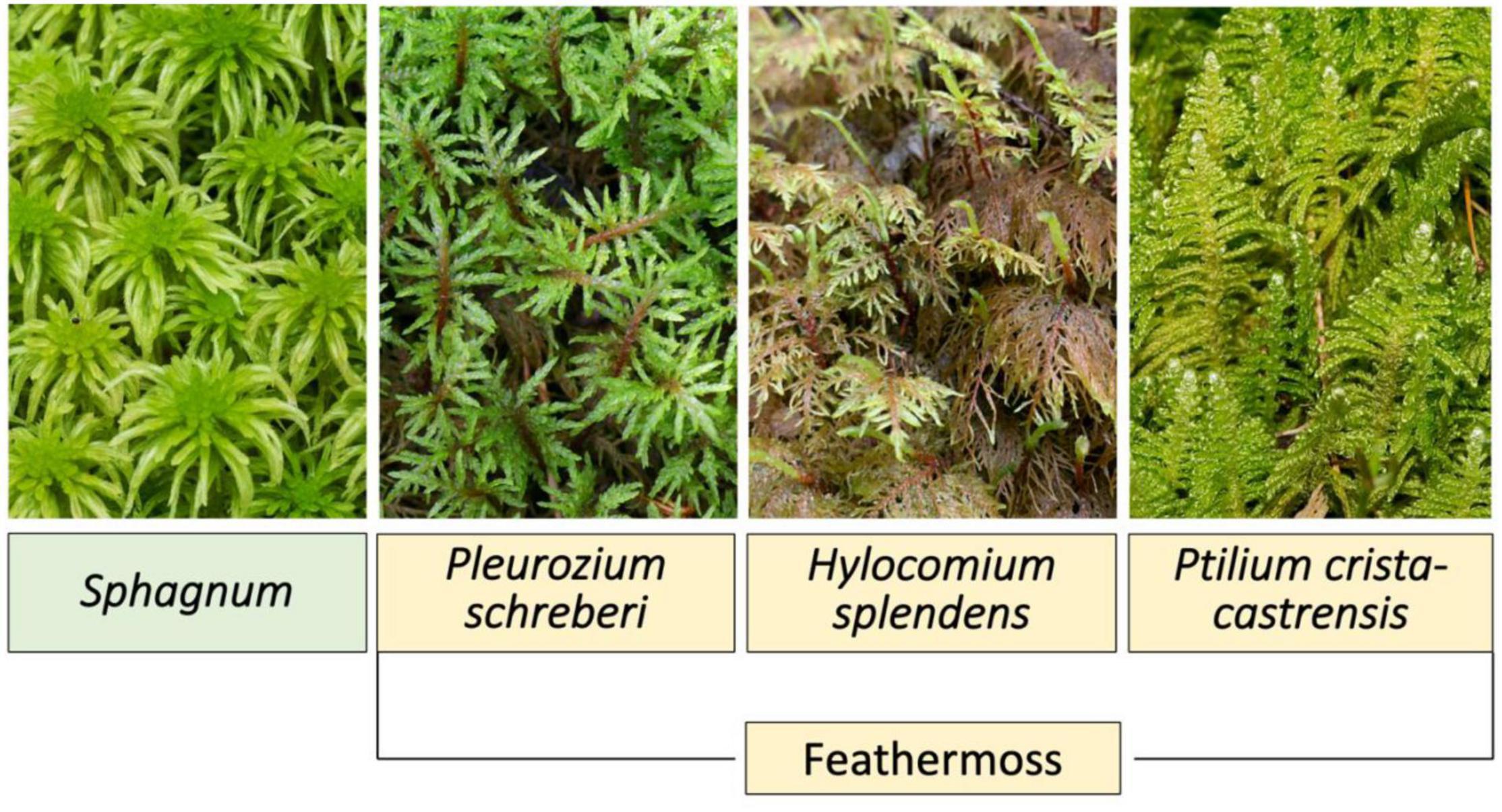 Peat Moss vs. Sphagnum Moss: Differences and Similarities