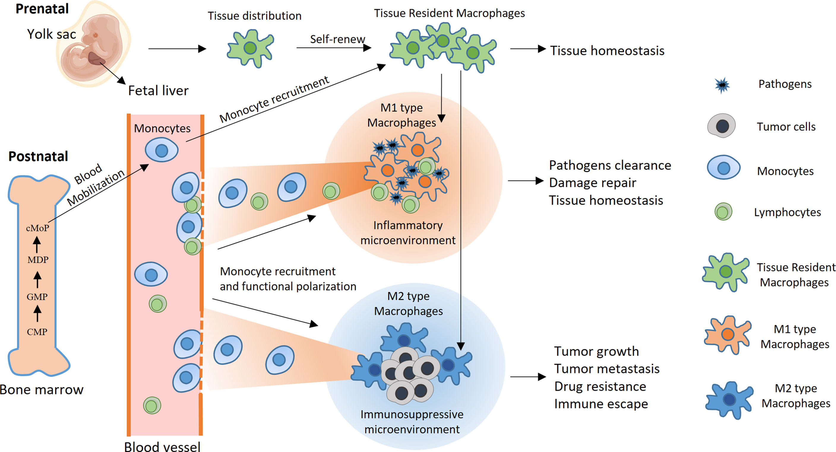 Cocaine use can make otherwise resistant immune cells susceptible