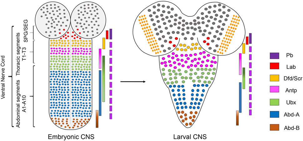 Frontiers  Genetic Regulation of Vertebrate Forebrain Development by  Homeobox Genes