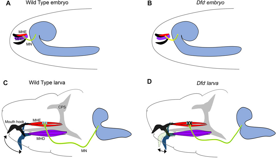 Frontiers  Roles of Drosophila Hox Genes in the Assembly of Neuromuscular  Networks and Behavior