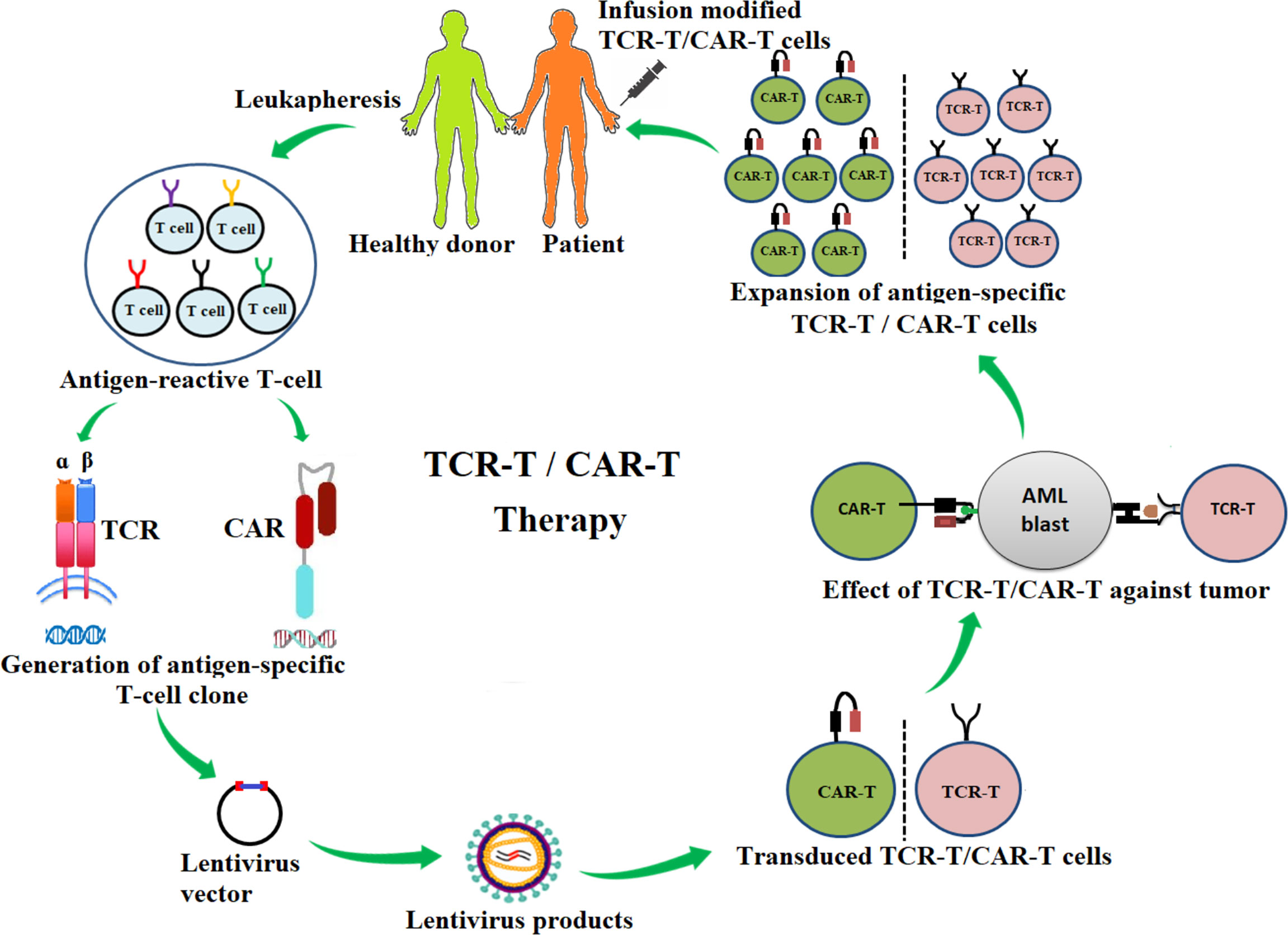 TCR and car Cells. Car t TCR Therapy Generation. Cytogenetic method. Mutation Molecular. Aml транзакции