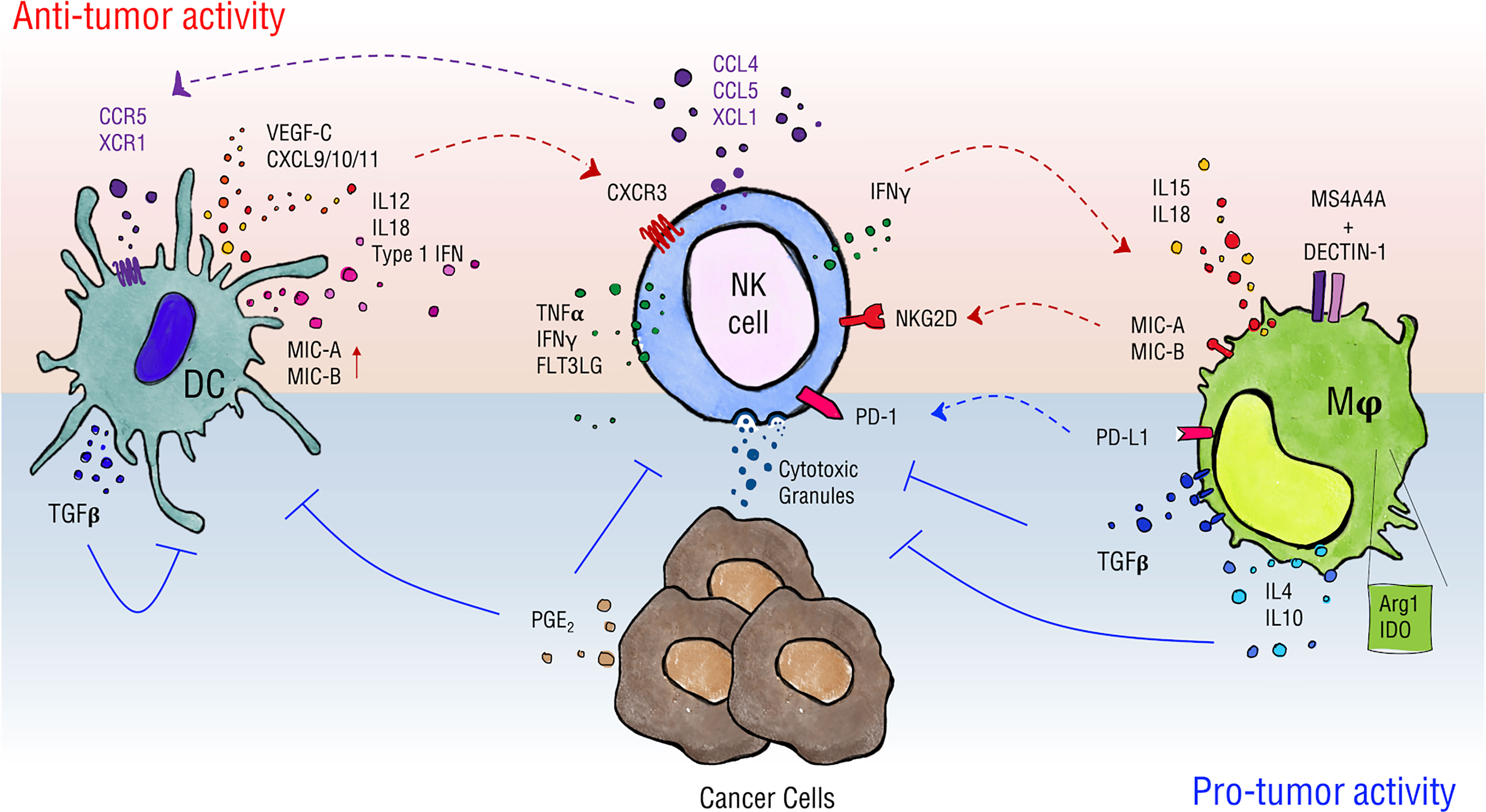 PDF) Lymphocytes Negatively Regulate NK Cell Activity via Qa-1b following  Viral Infection