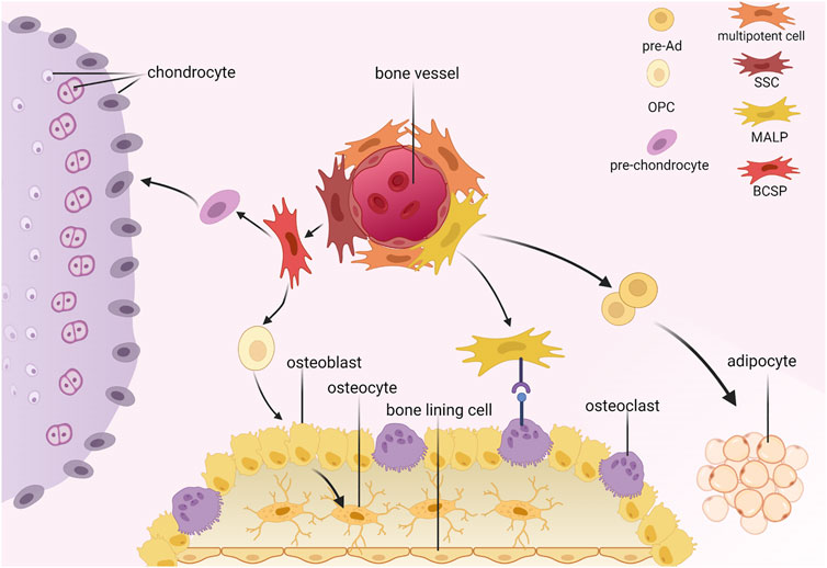 Frontiers | bone marrow mesenchymal stromal cells: identification