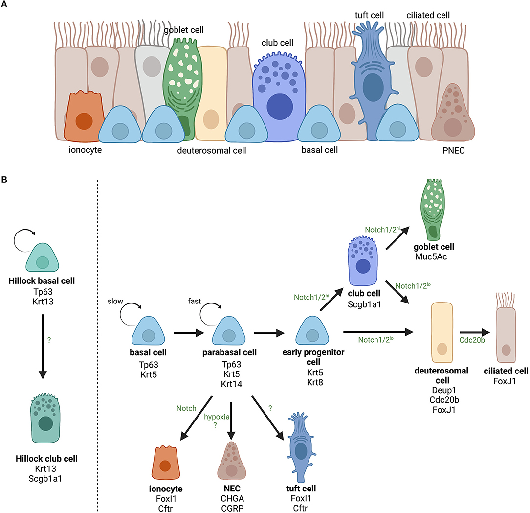 Long cells (AeB), hair cells (C), tracheid and vascular tissues (D