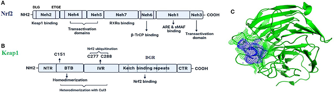 Frontiers A Perspective On Nrf2 Signaling Pathway For 