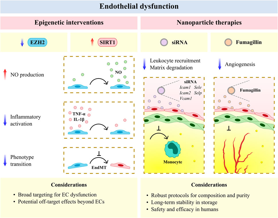 Suppressive Role of Endogenous Endothelial Monocyte Chemoattractant  Protein–1 on Monocyte Transendothelial Migration In Vitro