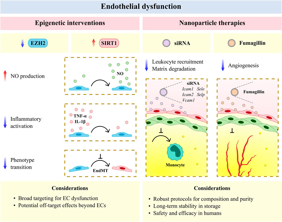 Assessment of endothelial damage and cardiac injury in a mouse