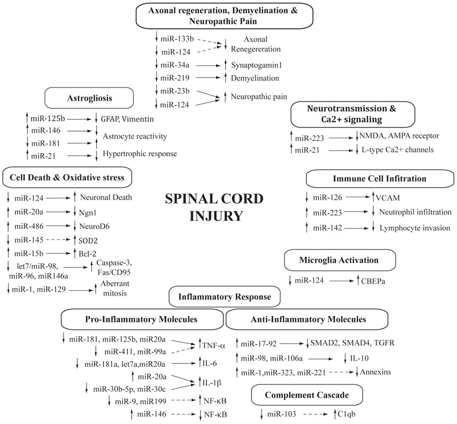 Spinal Cord Injury Levels And Function Chart