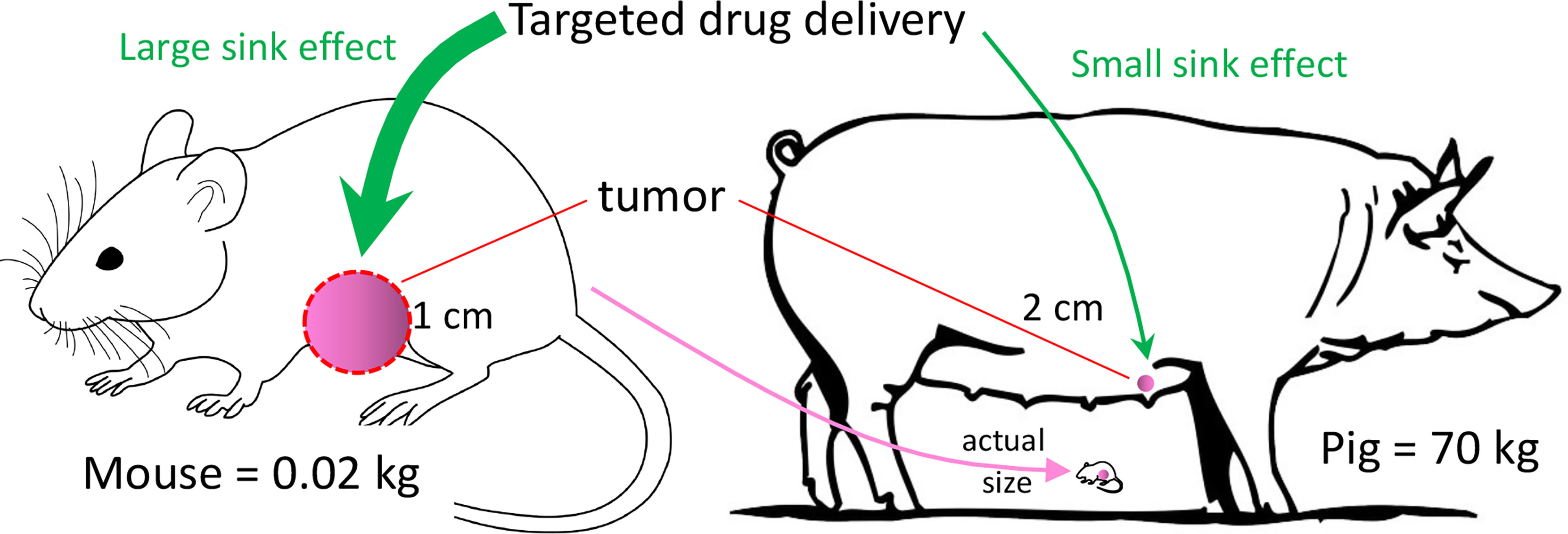 Giant Rodent, Lowered Cancer Rates: What Genetic Analysis Reveals