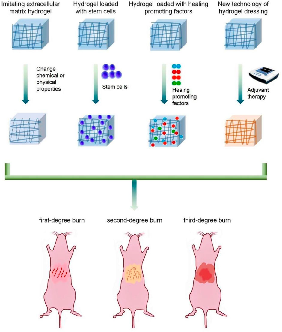 Frontiers  Functional Hydrogel Dressings for Treatment of Burn Wounds