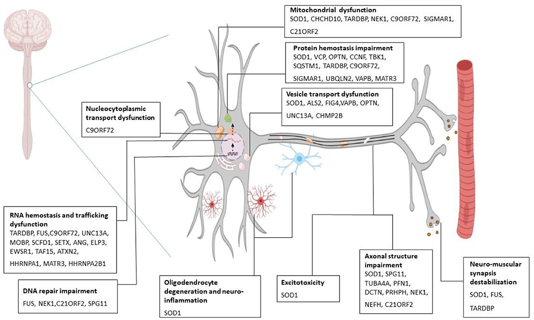 Neurons-on-a-Chip for Drug Development & Neurotoxicity