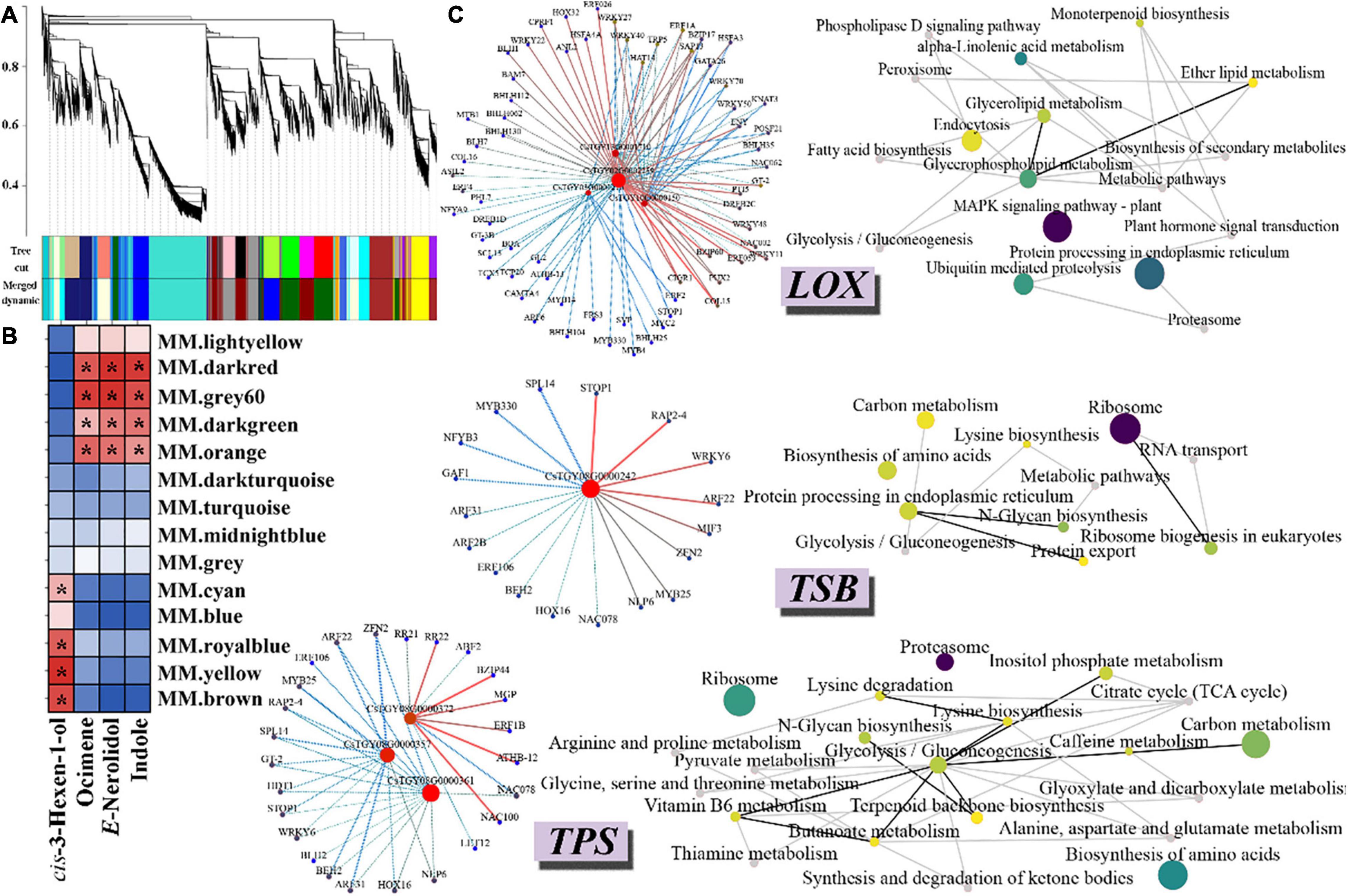 Study on the Accumulation Mechanism of Amino Acids during Bruising and  Withering Treatment of Oolong Tea