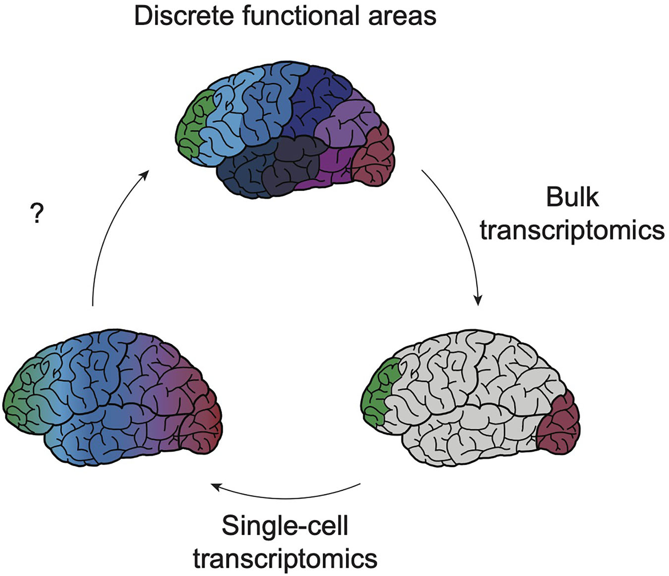 Sergiu P. Pasca: How we're reverse engineering the human brain in the lab