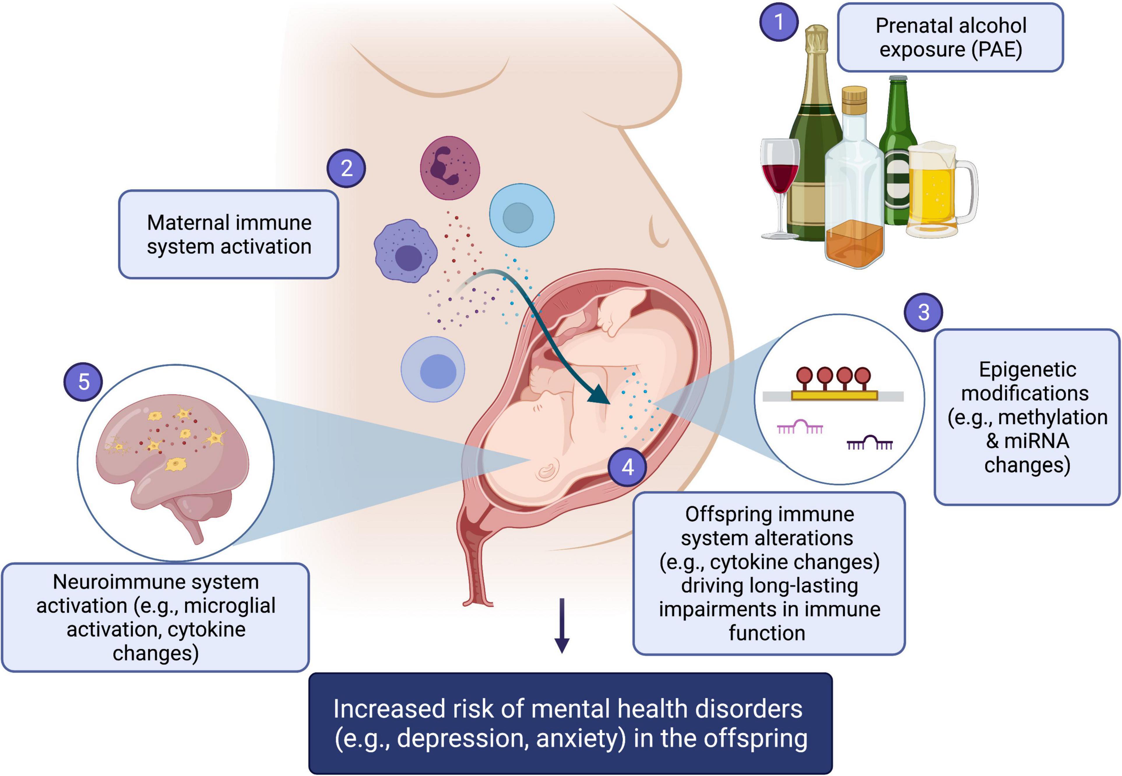 Frontiers Intersection Of Epigenetic And Immune Alterations 