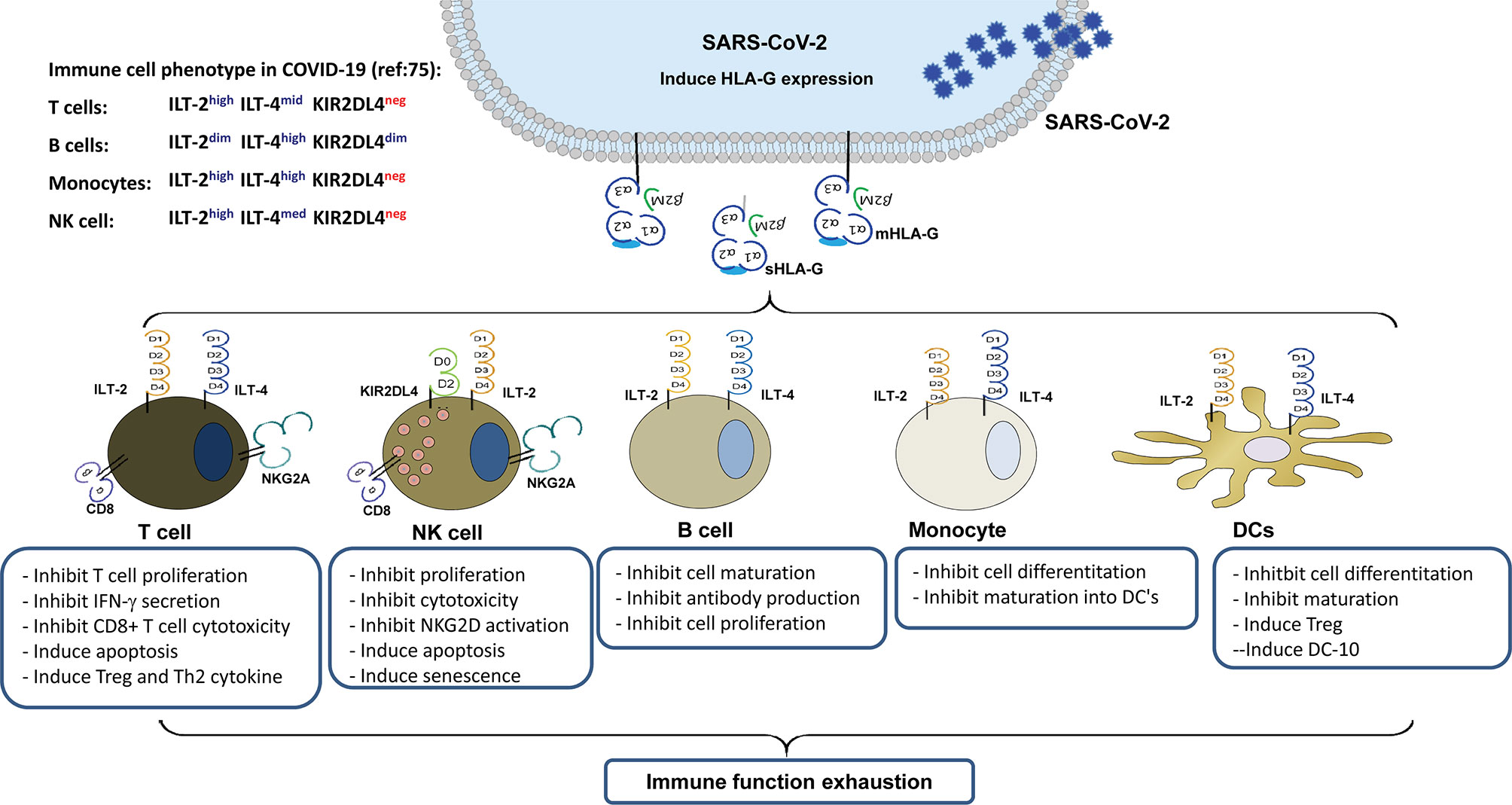 Frontiers Perspective Of HLA G Induced Immunosuppression In SARS CoV Infection
