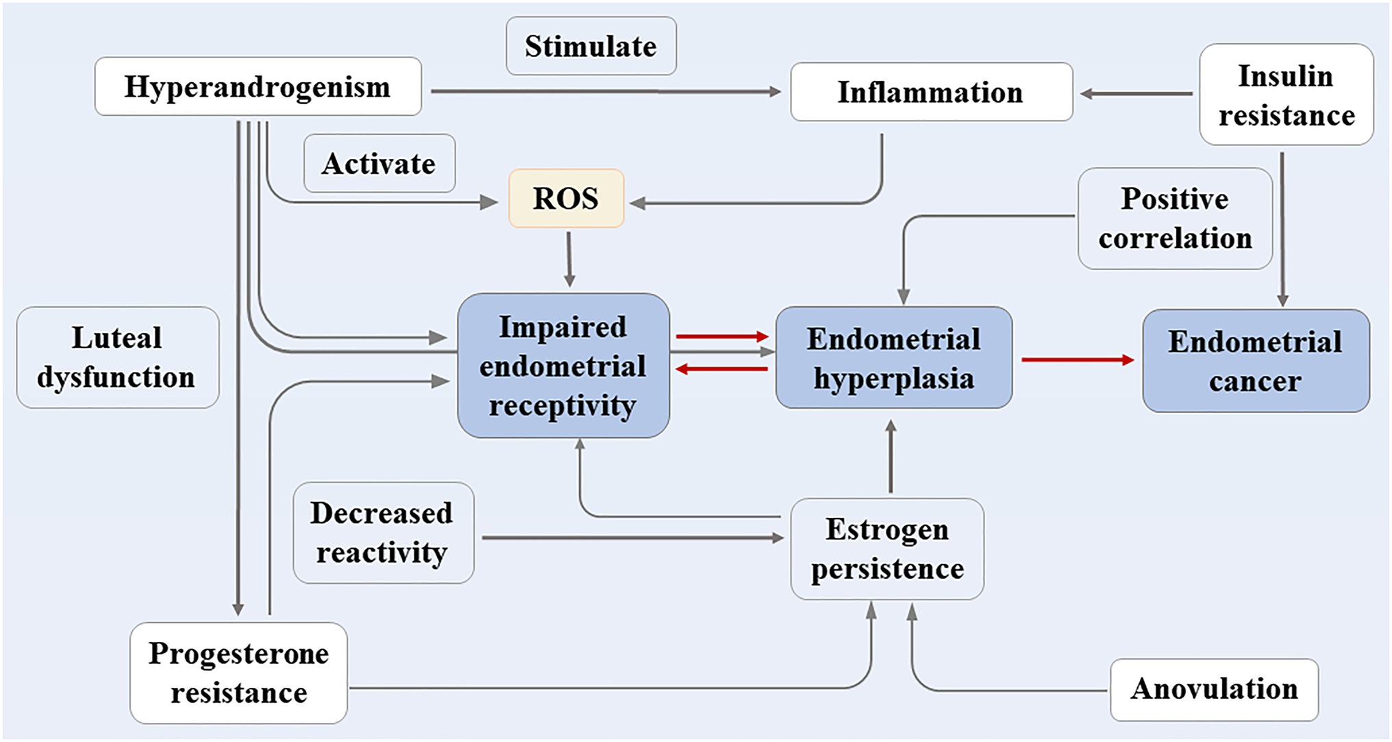 Frontiers  Research Progress on the Mechanism Between Polycystic Ovary  Syndrome and Abnormal Endometrium