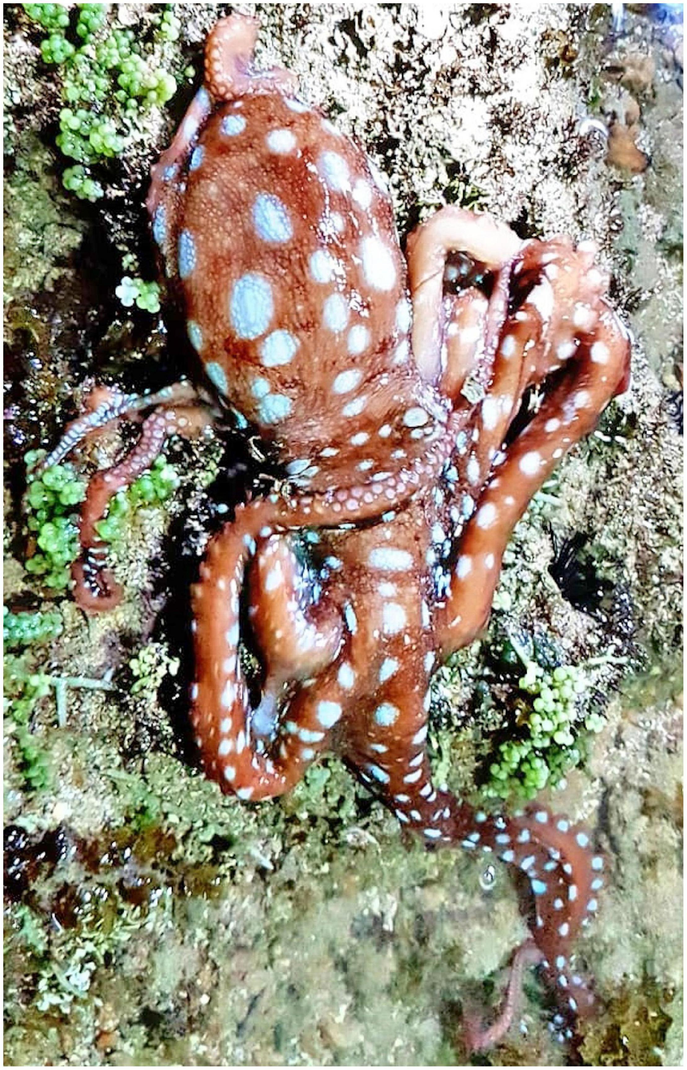 Frontiers  Octopus Fishing and New Information on Ecology and Fishing of  the Shallow-Water Octopus Callistoctopus furvus (Gould, 1852) Based on the  Local Ecological Knowledge of Octopus Fishers in the Marine Ecoregions