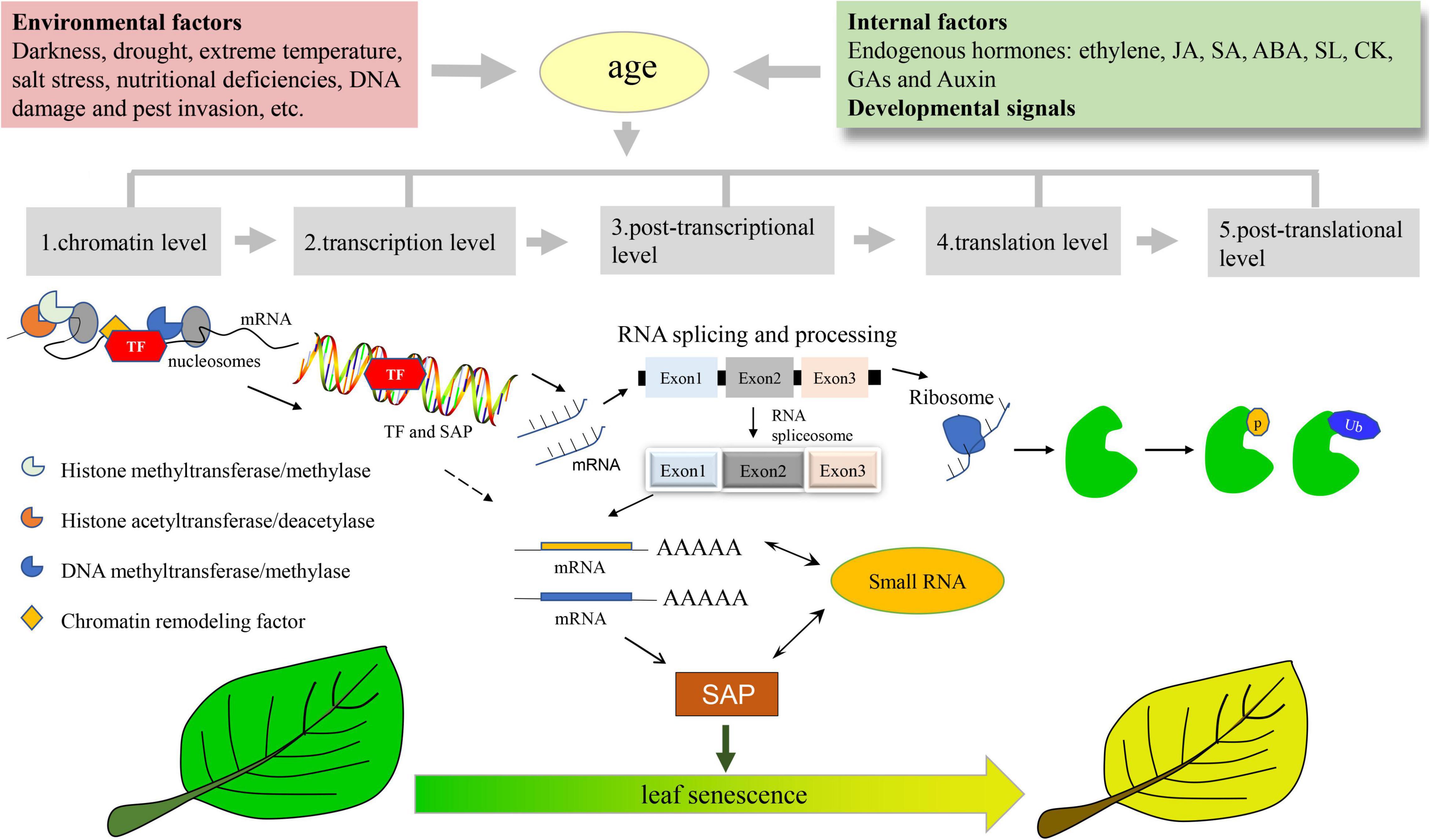 Frontiers | Multiple Layers of Regulation on Leaf Senescence: New ...