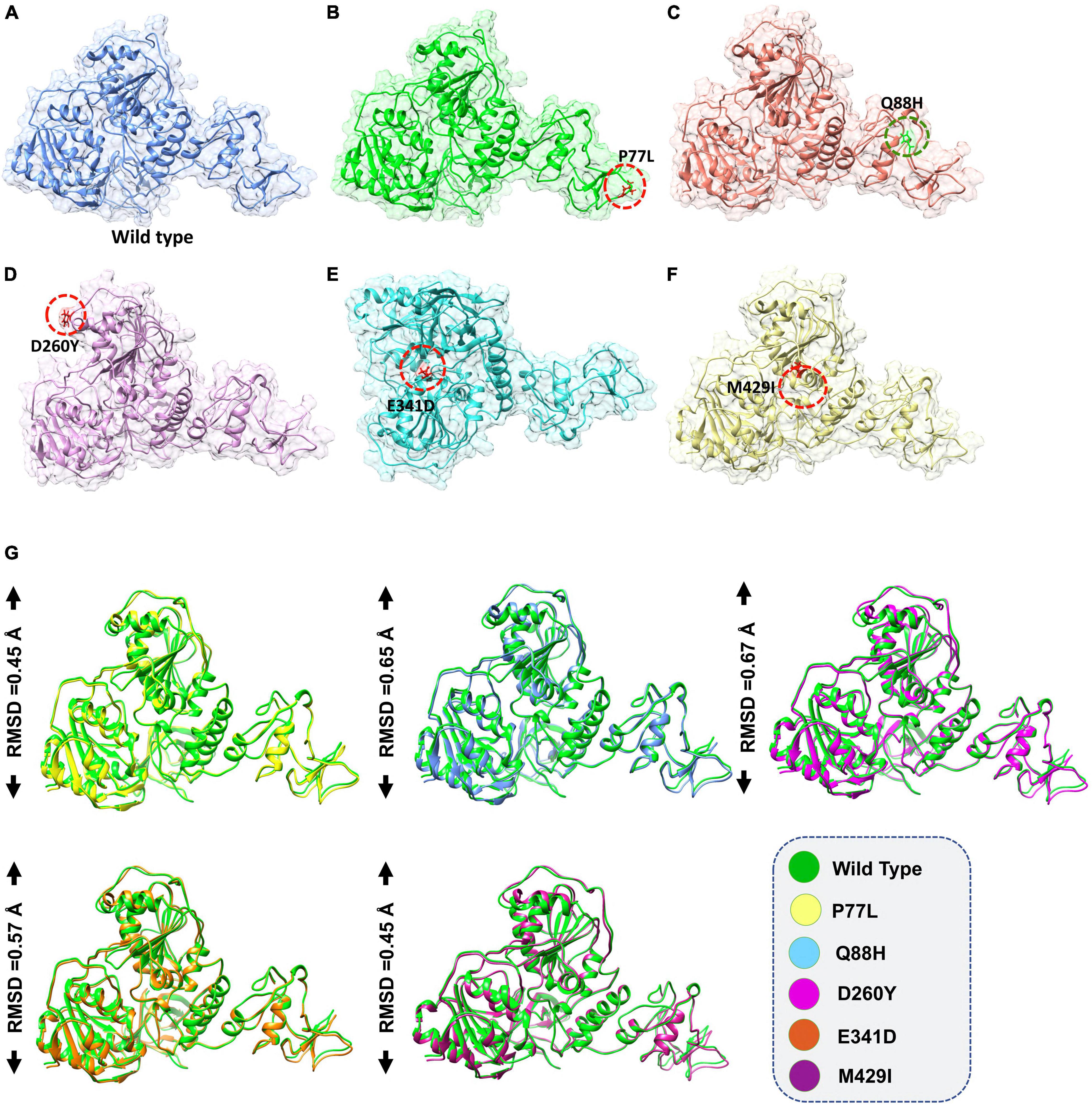 Frontiers  A Bioinformatics Approach to Investigate Structural and  Non-Structural Proteins in Human Coronaviruses