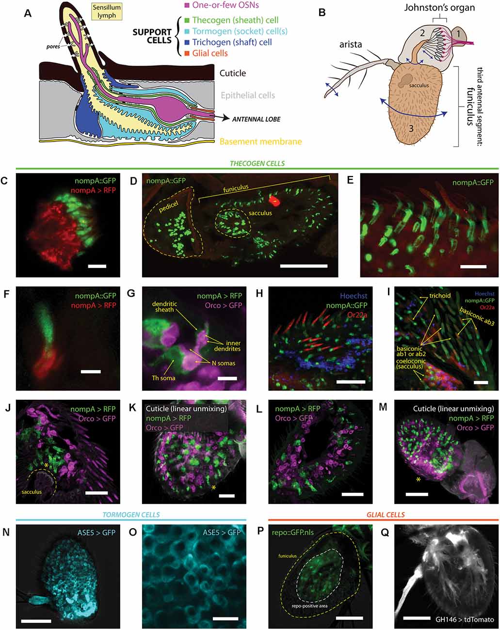 Ephaptic Interactions in the Mammalian Olfactory System