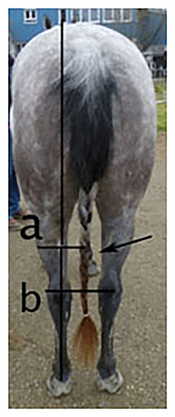 Measurement Procedure for Horses and Ponies