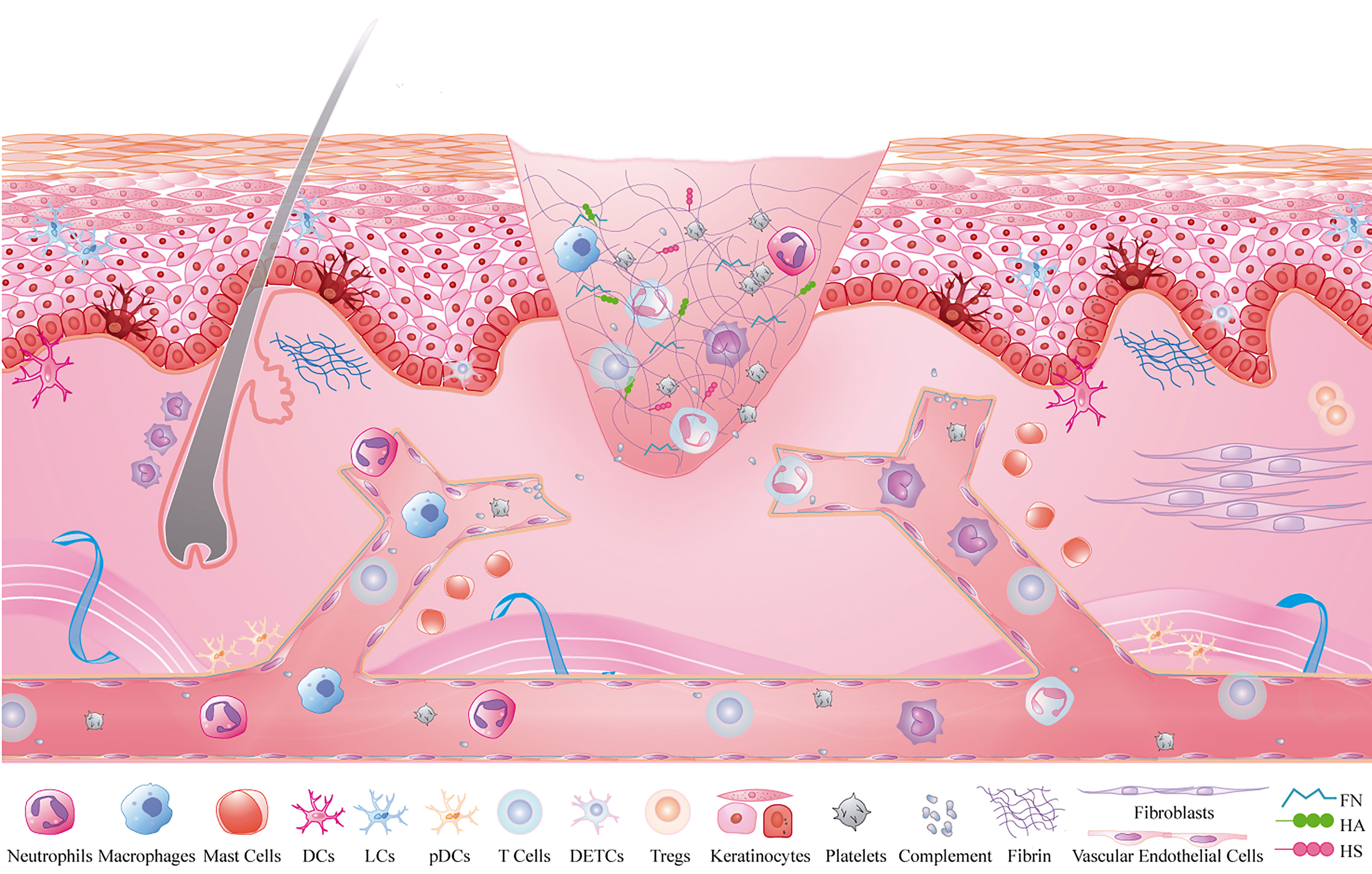 Frontiers | Inflammatory Microenvironment of Skin Wounds