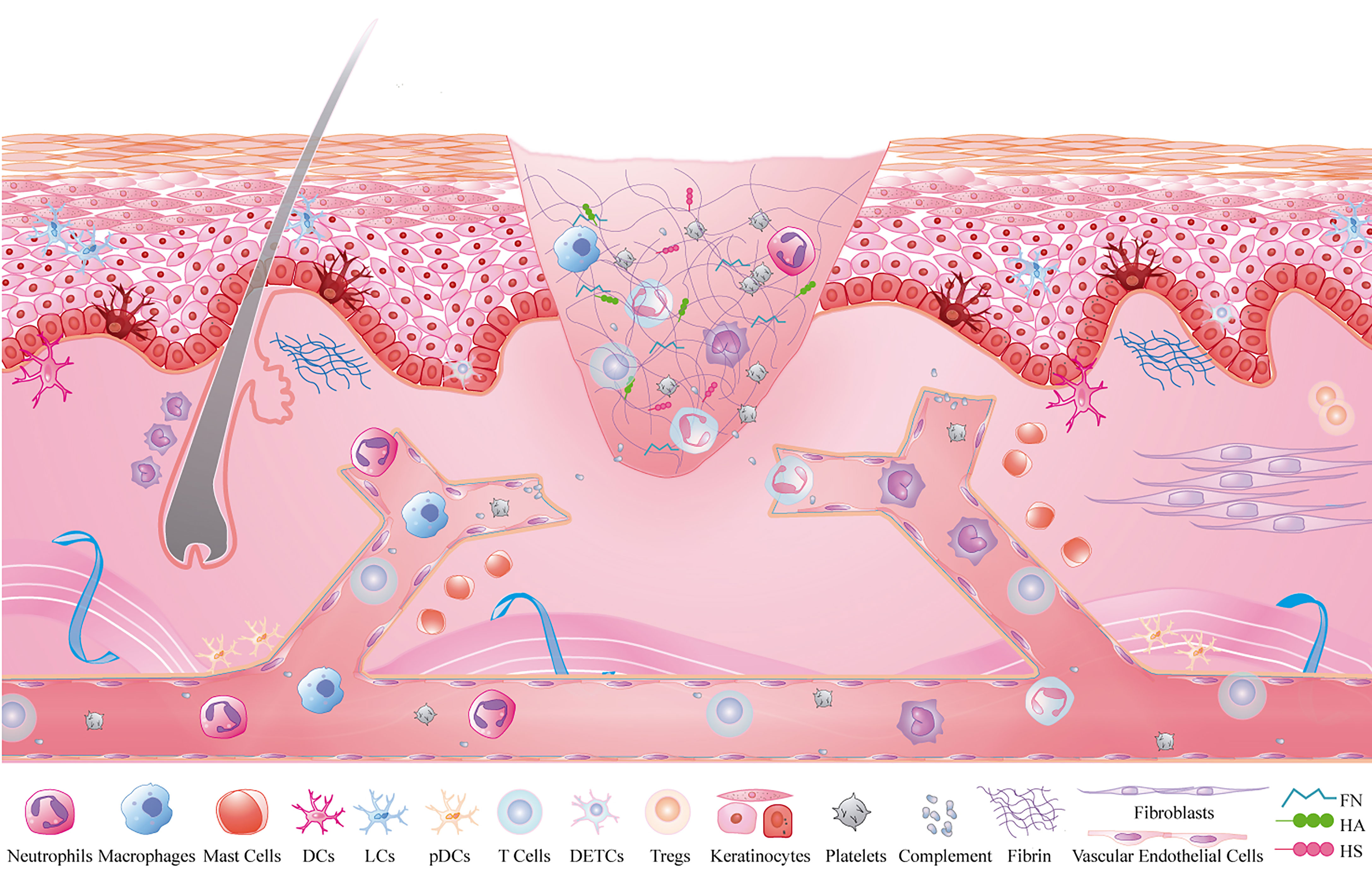 PDF] Repair of cutaneous wounds with the use of low cost surgical glue.