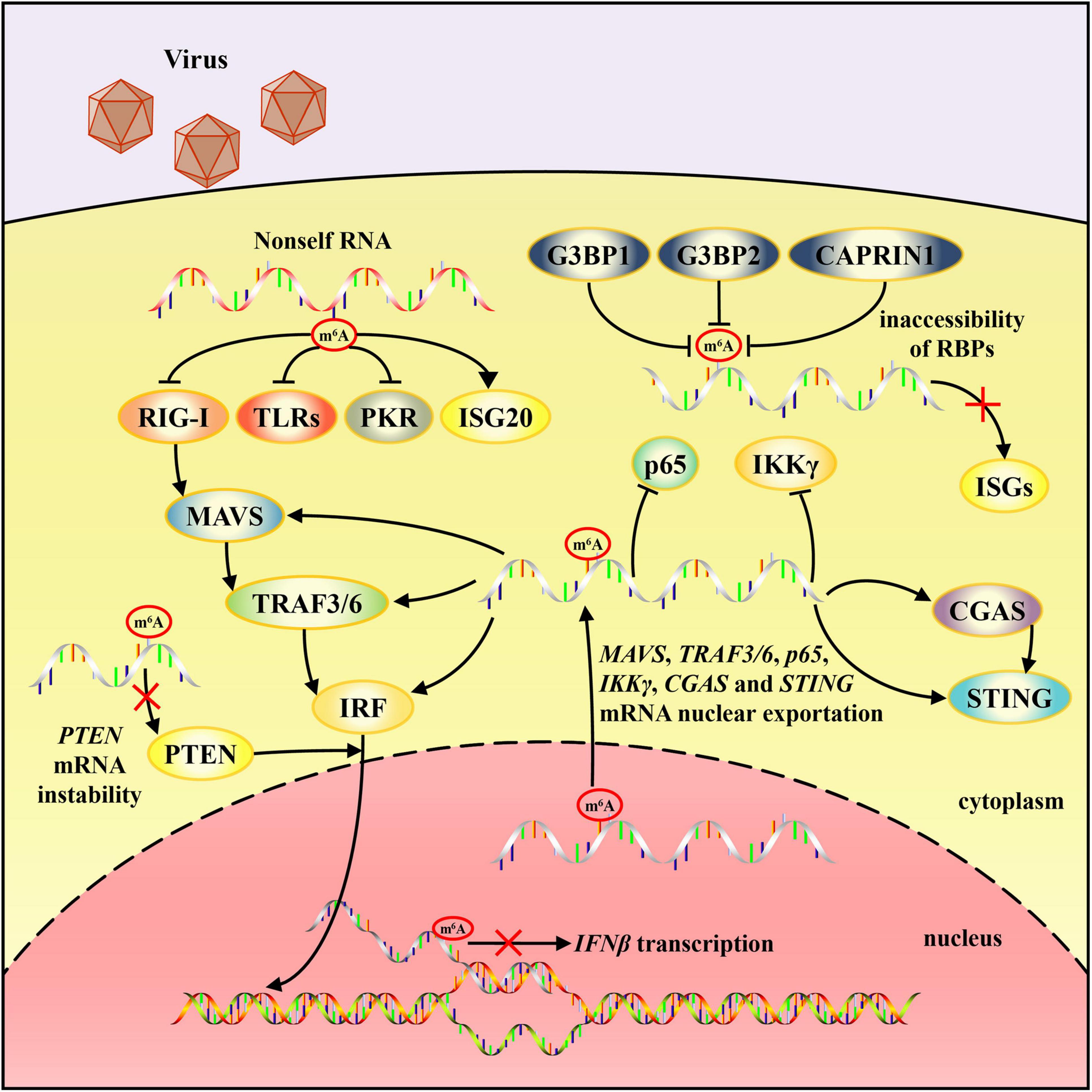 2′-O methylation of the viral mRNA cap evades host restriction by IFIT  family members