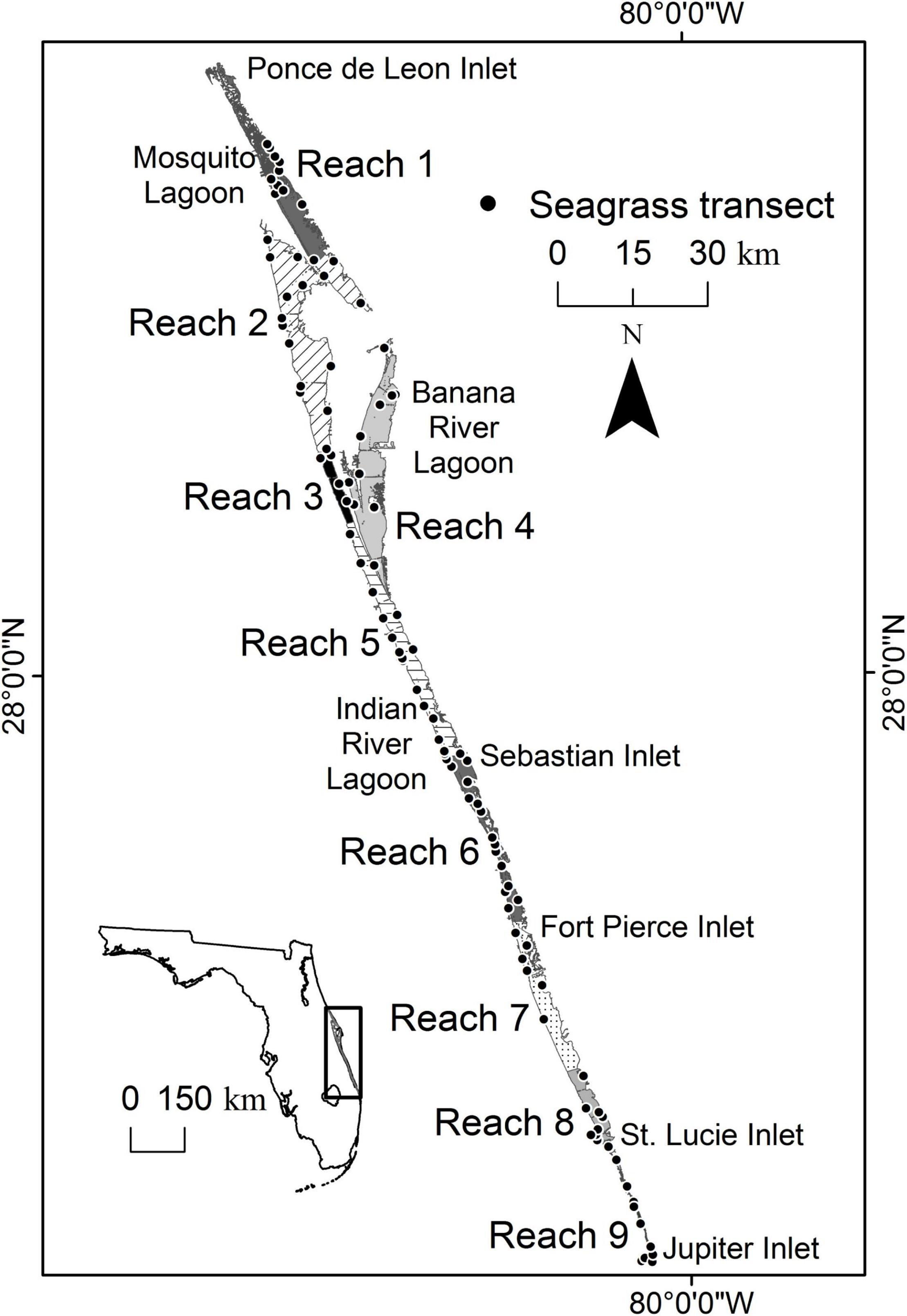 Integrative plant responses: How seagrasses adjust to light - Research  Outreach