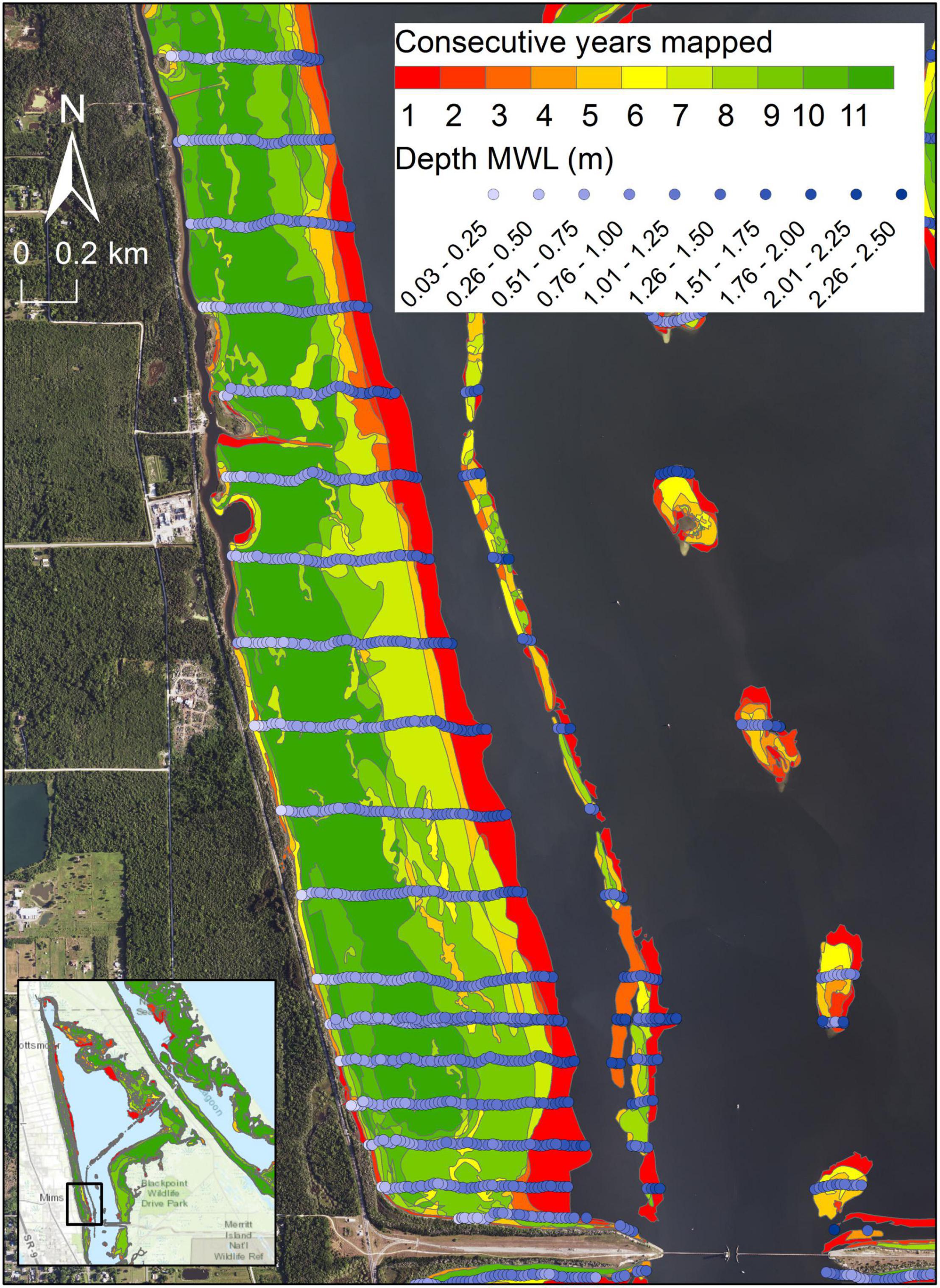 Johnson's Seagrass - Indian River Lagoon Project