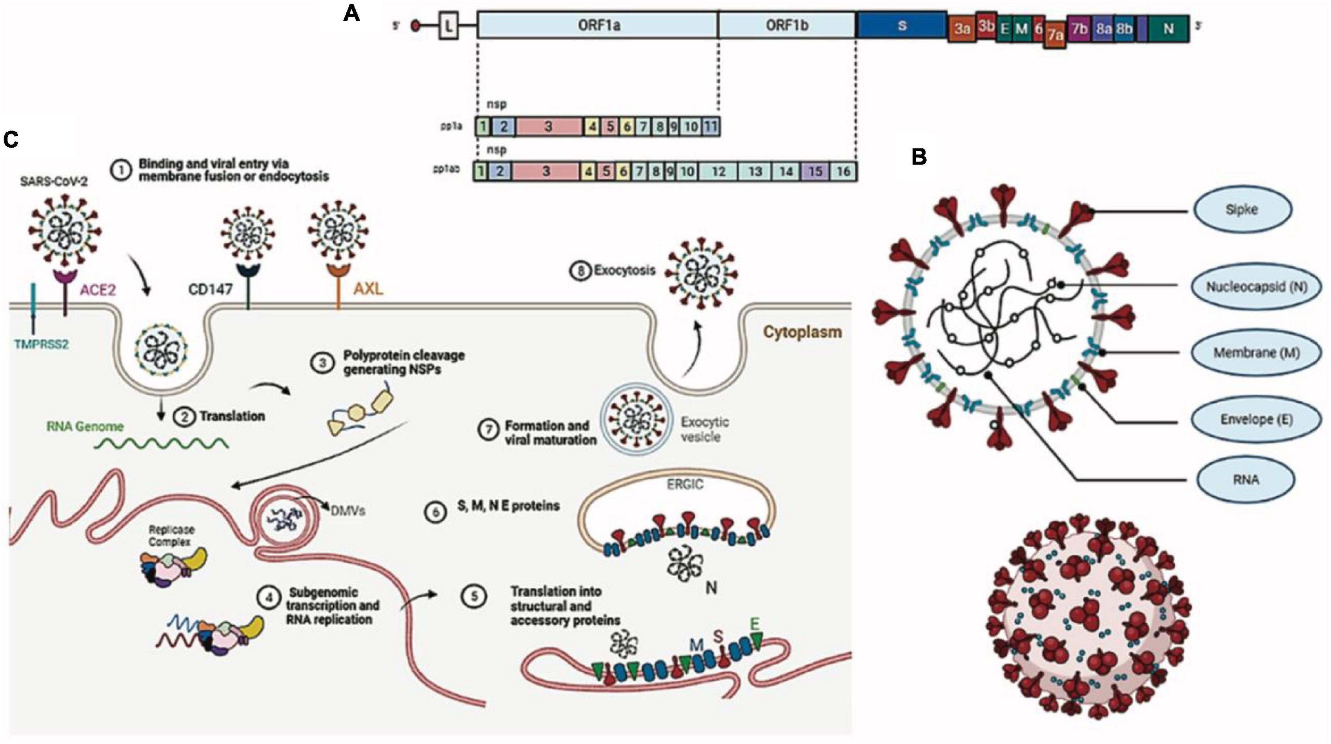 Frontiers The Complexity Of Sars Cov Infection And The Covid