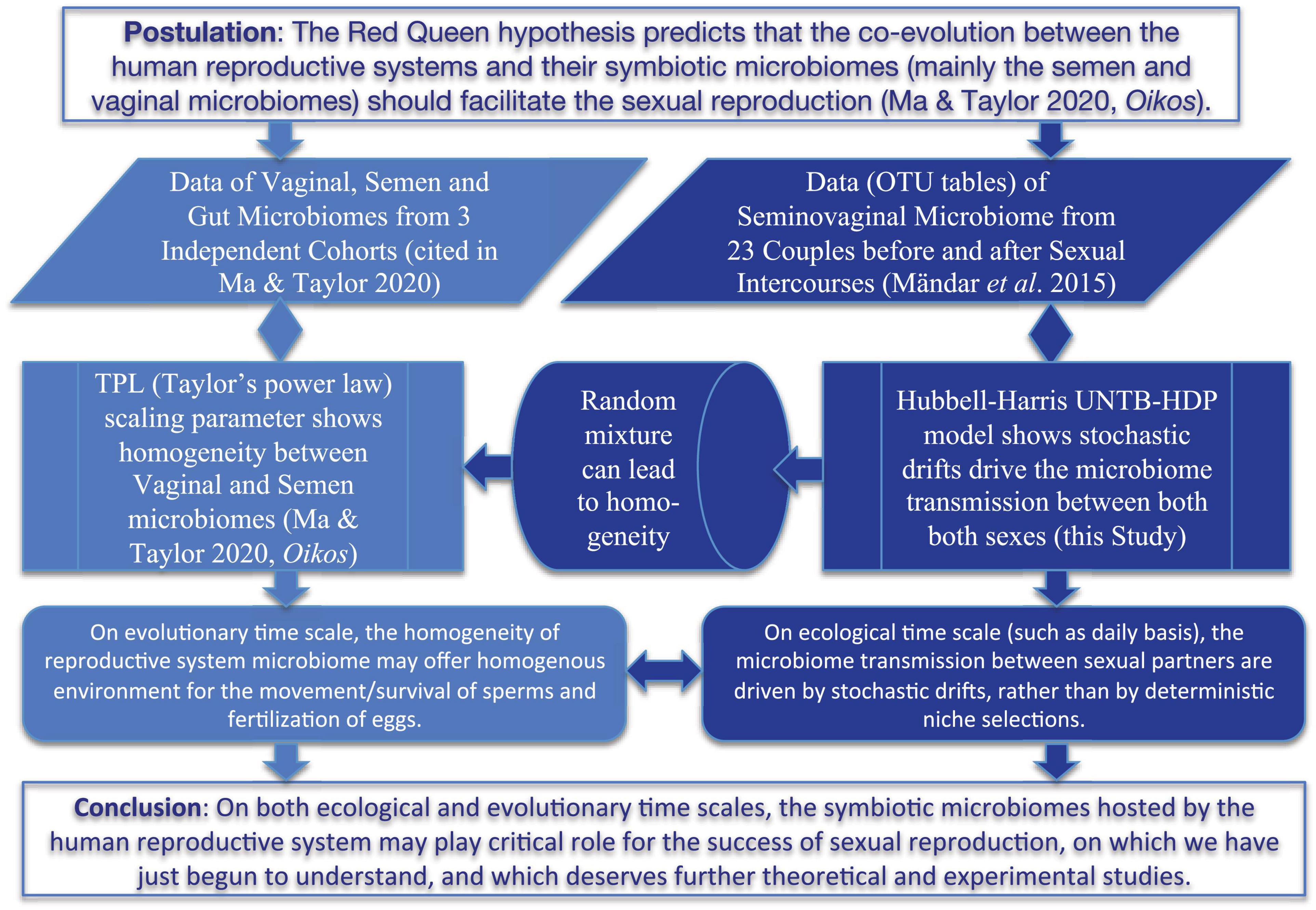 Frontiers Microbiome Transmission During Sexual Intercourse Appears Stochastic and Supports the Red Queen Hypothesis