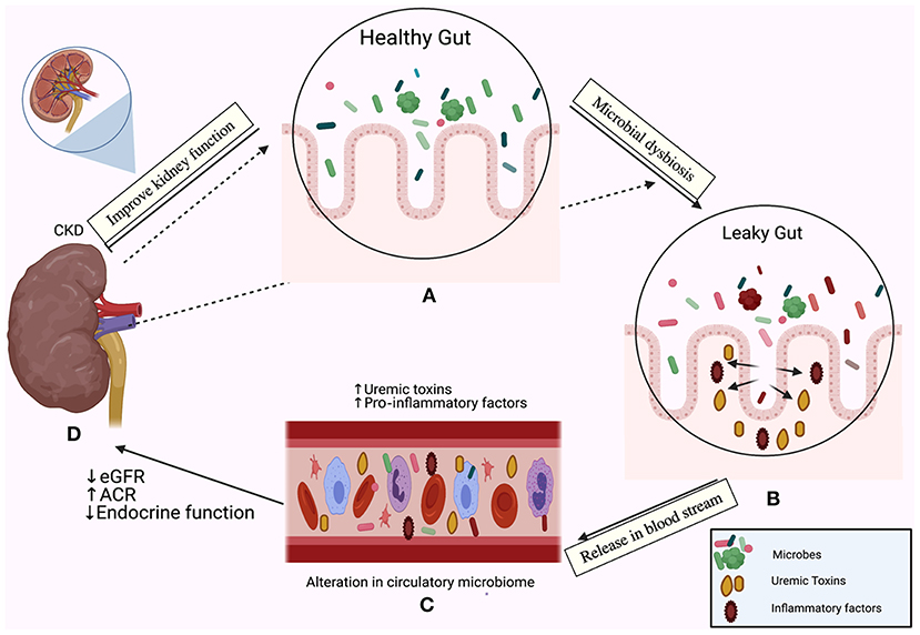 Biomedicines, Free Full-Text