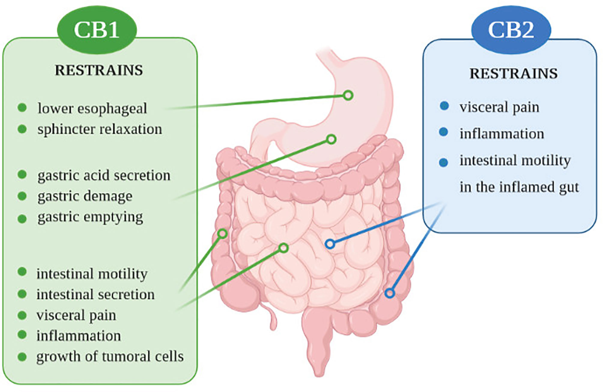 Colon перевод. A diagram of the endocannabinoid System, showing the receptors and endocannabinoids involved..