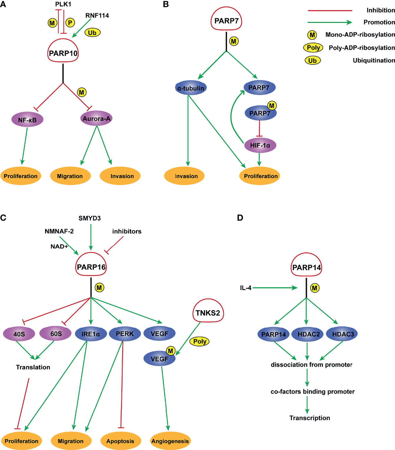 Frontiers Research Advances in the Role of the Poly ADP Ribose Polymerase Family in Cancer image