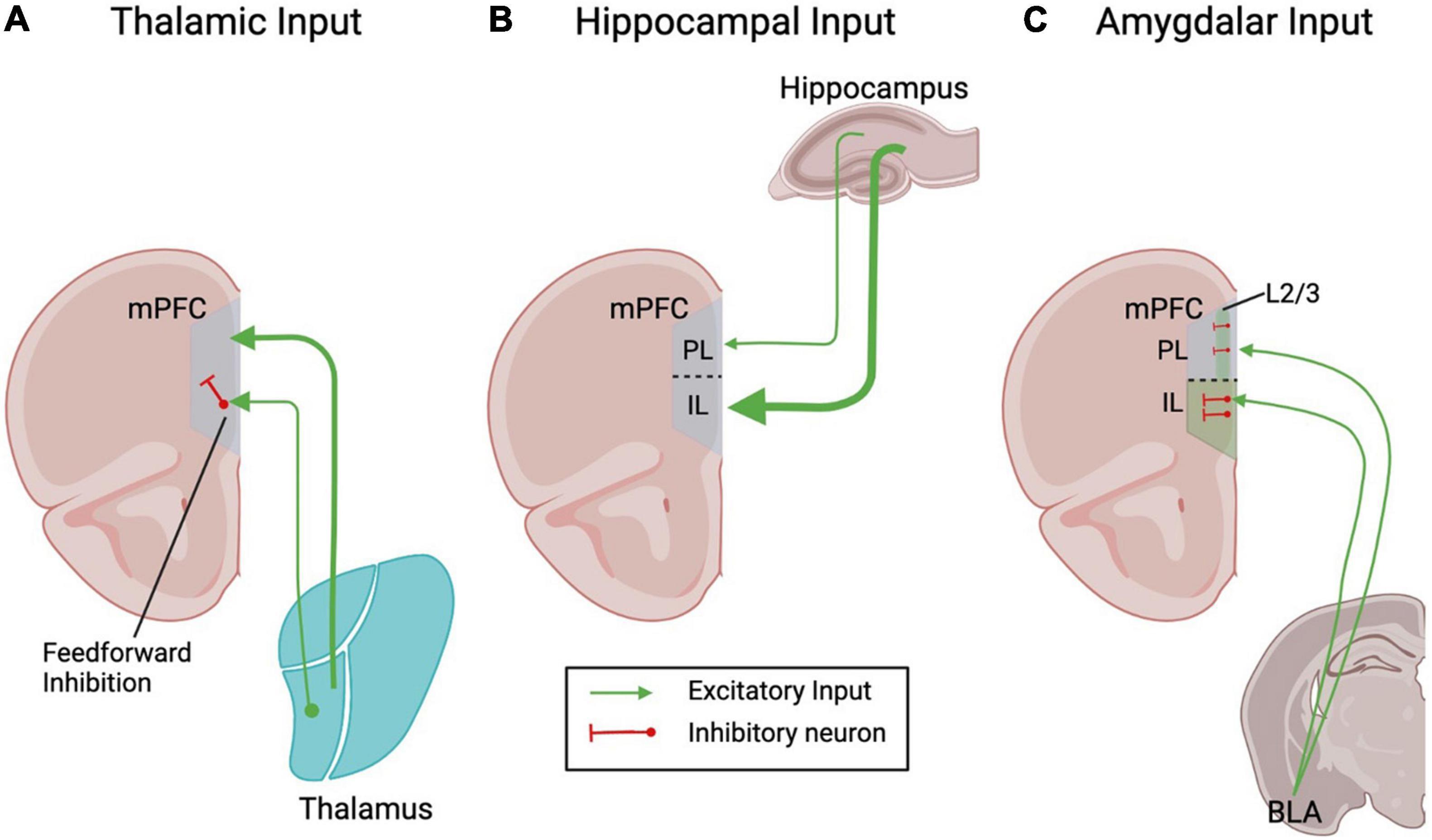 Chronic Pain Linked to Brain Signals in Orbitofrontal Cortex - The