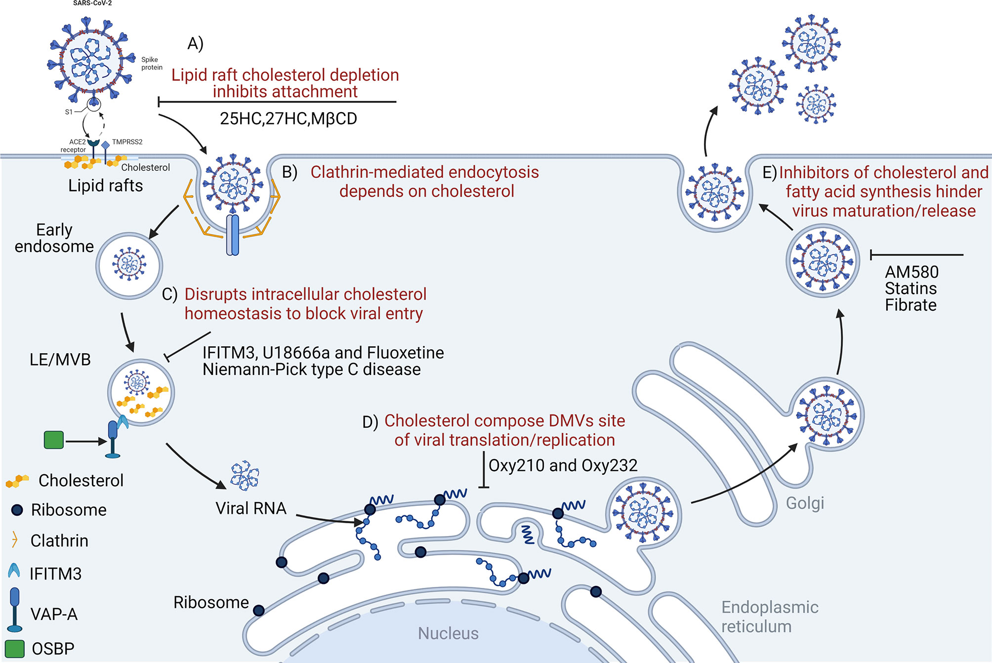 Frontiers | Coronavirus Infection and Cholesterol Metabolism