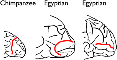 www.frontiersin.org