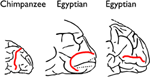 www.frontiersin.org