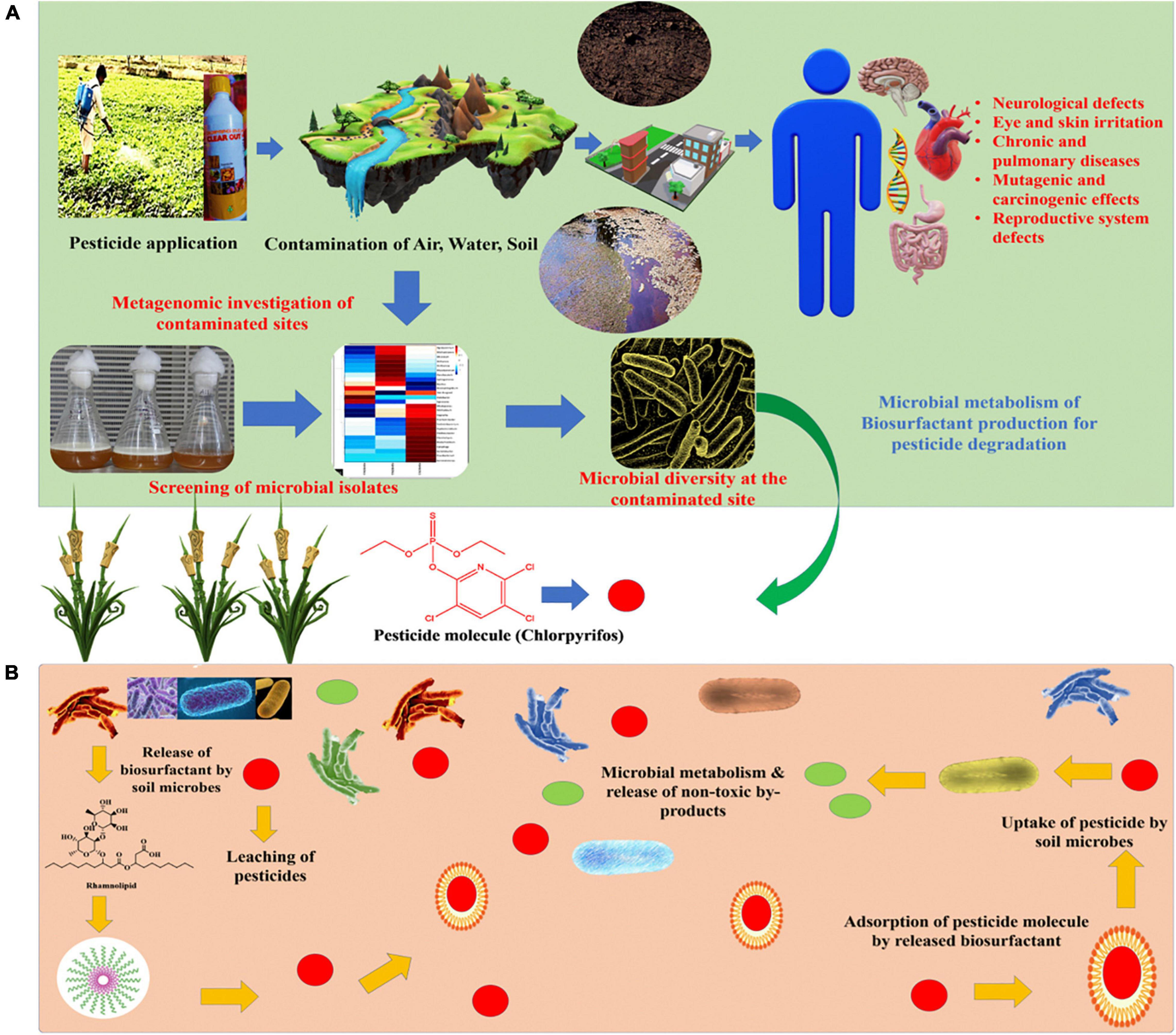 latest research paper on pesticide degradation by soil bacteria