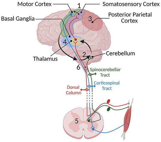 Functional Neuroanatomy for Posture and Gait Control