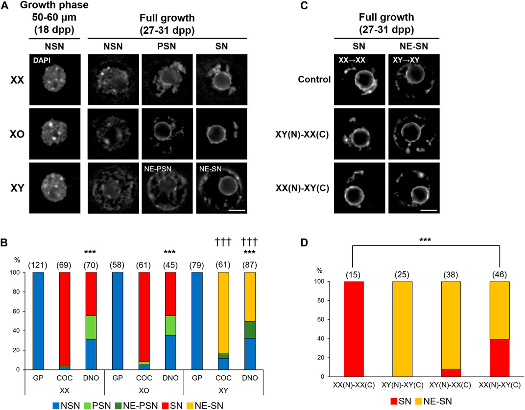 Frontiers | Effects of the Sex Chromosome Complement, XX, XO, or XY, on the  Transcriptome and Development of Mouse Oocytes During Follicular Growth