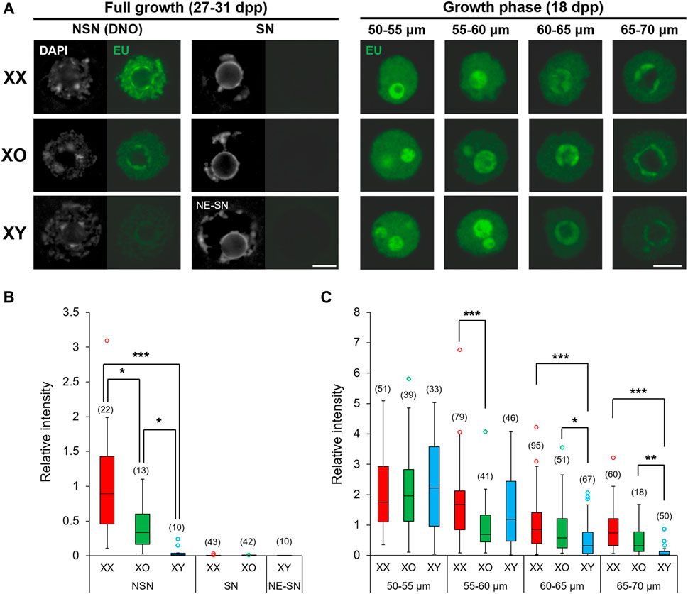 Frontiers Effects of the Sex Chromosome Complement, XX, XO, or XY, on the Transcriptome and Development of Mouse Oocytes During Follicular Growth