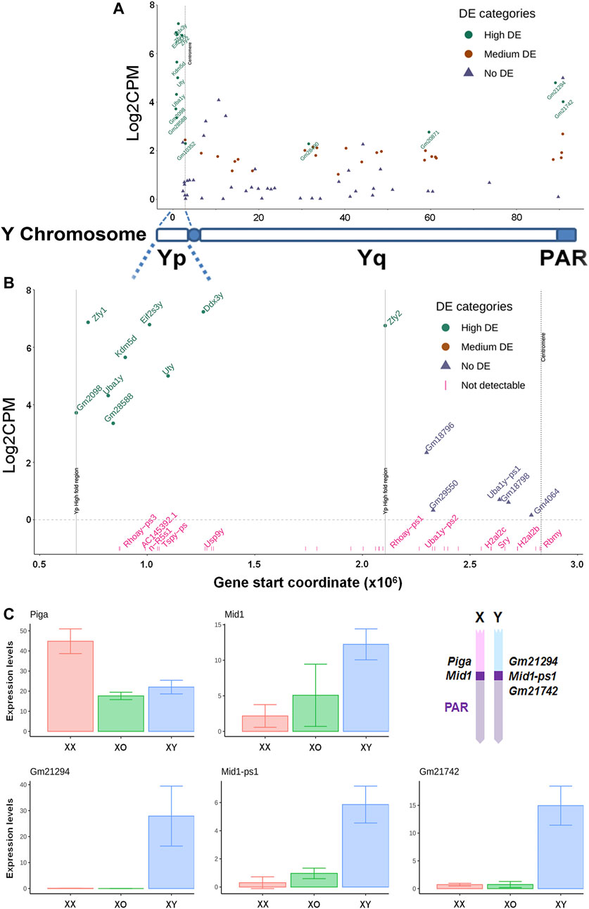 Frontiers | Effects of the Sex Chromosome Complement, XX, XO, or XY, on the  Transcriptome and Development of Mouse Oocytes During Follicular Growth