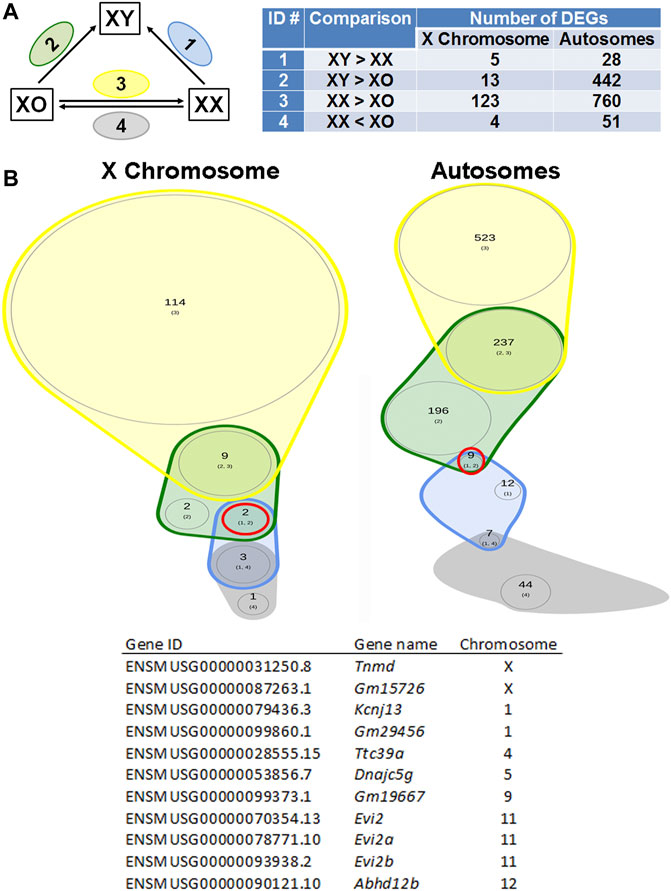 Frontiers | Effects of the Sex Chromosome Complement, XX, XO, or XY, on the  Transcriptome and Development of Mouse Oocytes During Follicular Growth