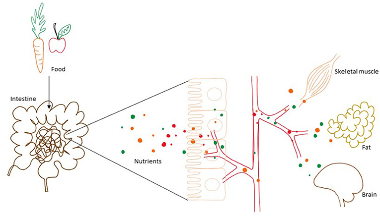 Figure 1 - Food is digested in the gut and nutrients, like glucose and fat, are taken up by the blood.