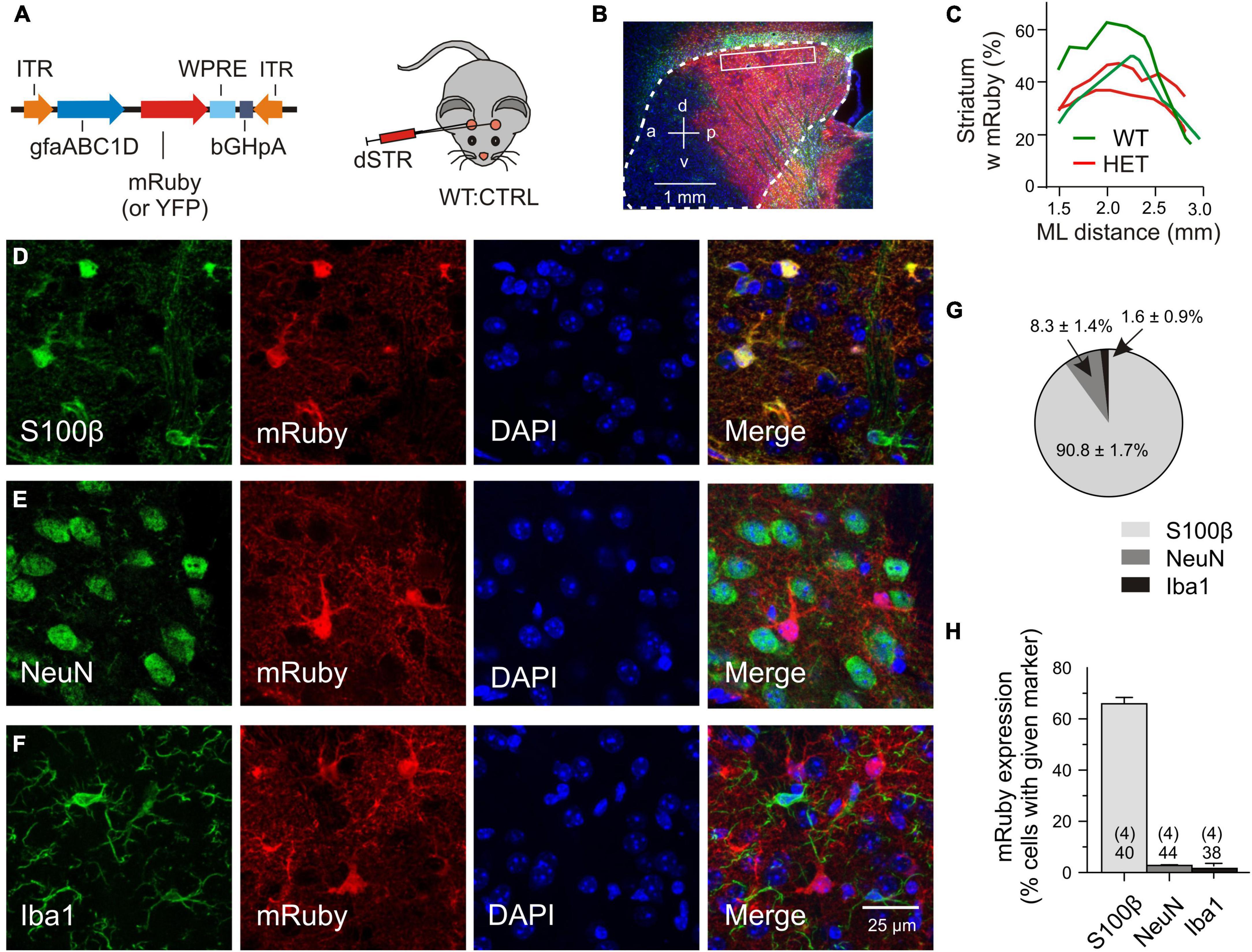 Frontiers | Uncoupling the Excitatory Amino Acid Transporter 2 